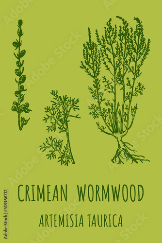 CRIMEAN Wormwood (Artemisia taurica) vector illustration.  Wormwood branch, leaves and wormwood flowers. Cosmetics and medical plant. 
 photo