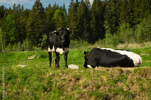 Black Angus Rinder entspannen sich nach der morgendlichen Fütterung auf einer üppigen grünen Wiese in den bayerischen Alpen an einem sonnigen Tag © HLPhoto