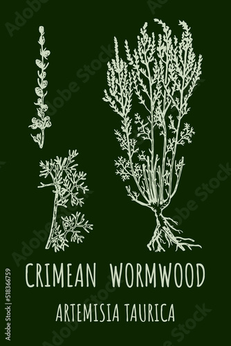 CRIMEAN Wormwood (Artemisia taurica) illustration. Wormwood branch, leaves and wormwood flowers. Cosmetics and medical plant. photo