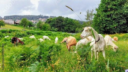 Rebaño de cabras en un prado de Galicia