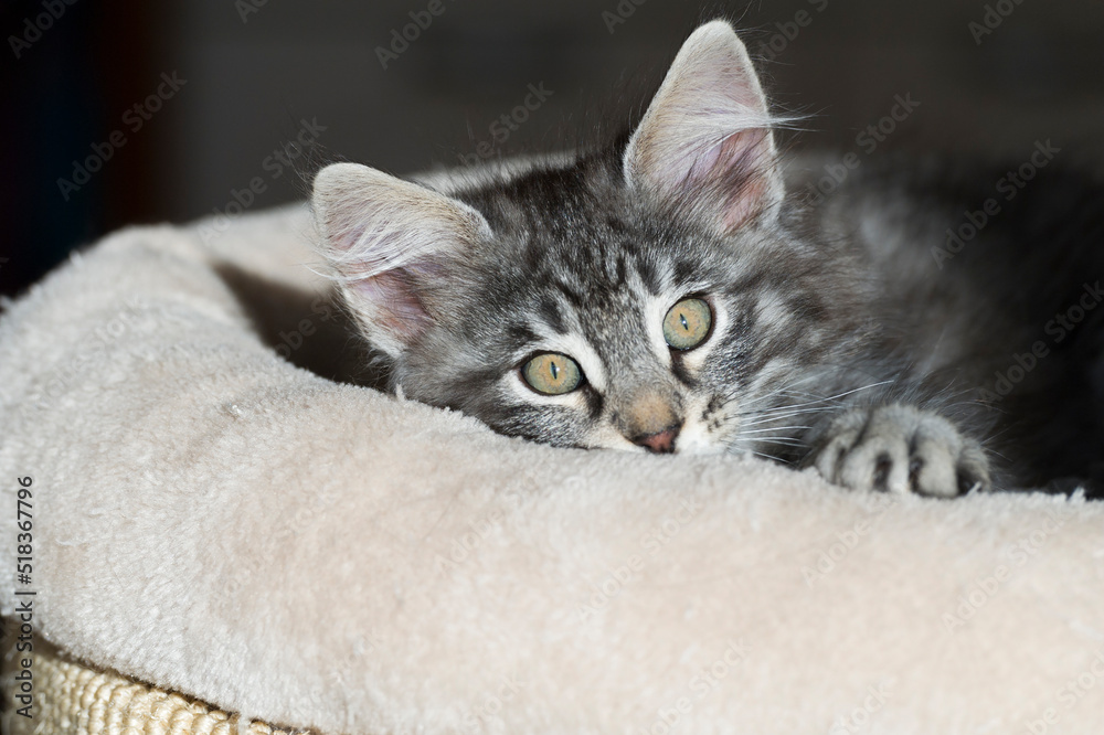 Norwegisches Waldkatzen Kätzchen liegt im Katzenbett Norwegisches Waldkatzen Kätzchen liegt im Katzenbett