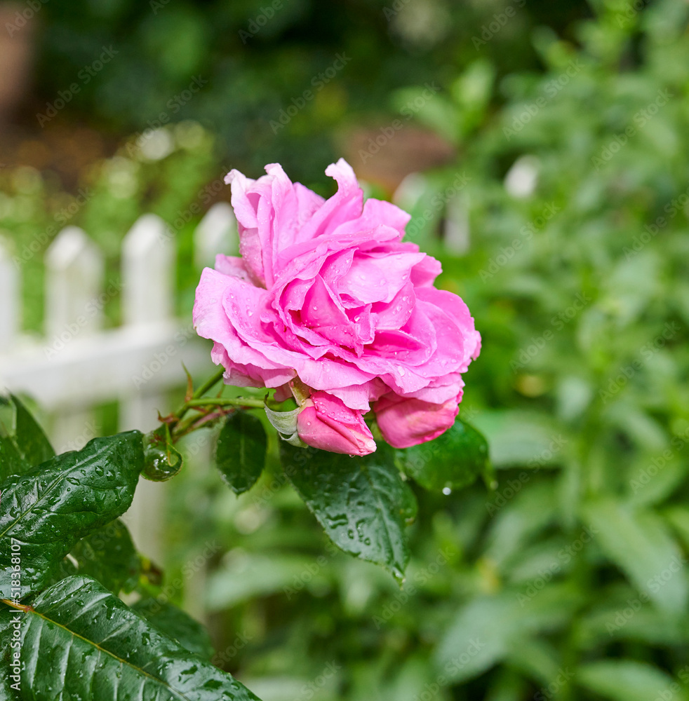 Fototapeta premium A detail closeup of a rose in the garden. Blossoming pink flower macro with water drops on dark green leaves. Single bloom against a background of greenery and a white picket fence