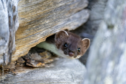 Foto a stoat, mustela erminea, in a old hunting hut on the mountains