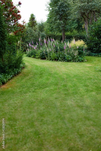 Landscape view of a cultivated garden with plants and trees in a home backyard. Neat, calm and freshly mowed green lawn and grass. Tranquil and peaceful nature yard to relax and breathe fresh air
