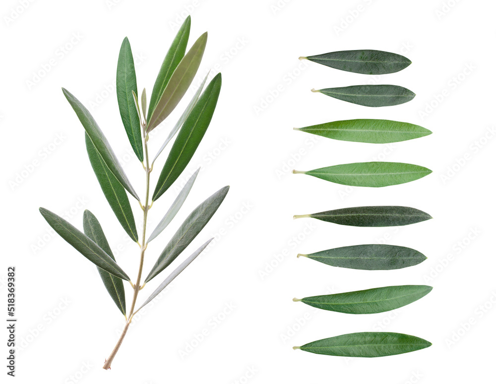 Obraz premium Fresh olive branch leaves isolated on white background