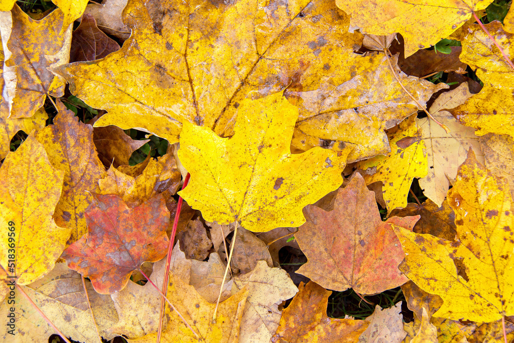 Yellow maple tree leaves on the ground in fall. Yellow maple tree leaves on the ground in fall.