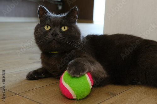 British Shorthair cat watching her colorful ball photo