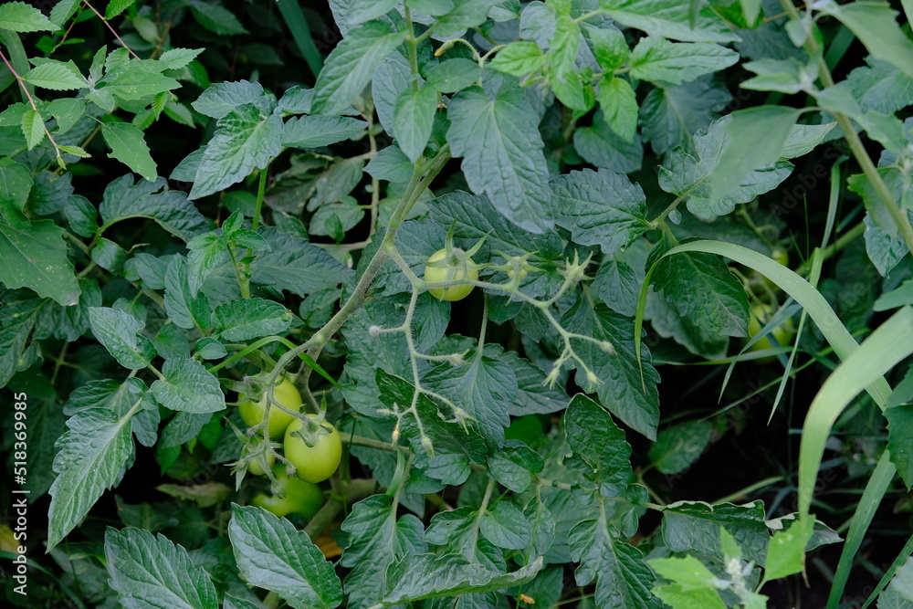 Fototapeta premium Ripe tomato seedlings in a farmer's garden. Green vegetables grow from the ground. Natural grown healthy foods 