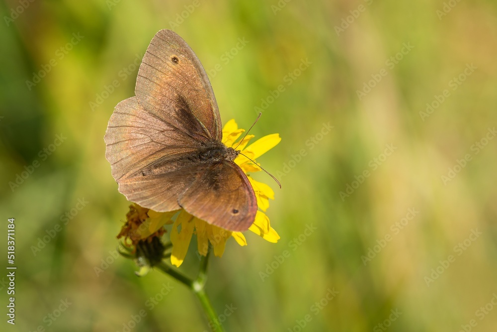 A male butterfly, the meadow brown, sitting on a yellow flower growing in a meadow with open wings. Sunny day in nature. Green grass in the background.
