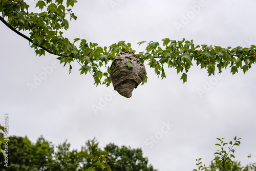 Hornet's nest hanging from a tree photo