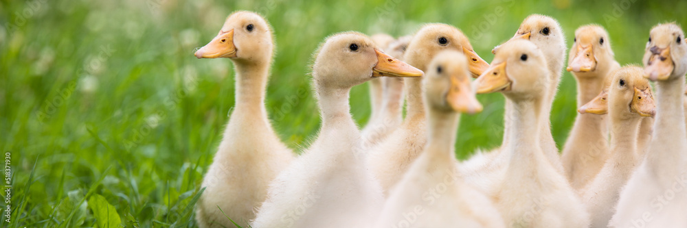Yellow little ducklings on the grass Yellow little ducklings on the grass