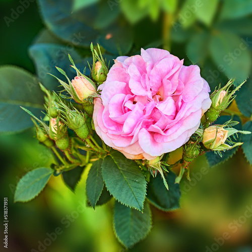 Closeup top view of a beautiful pink rose growing on a tree in a backyard garden in spring. Zoom of one pretty flowering plant blooming amongst leaves and greenery in a nature park or meadow