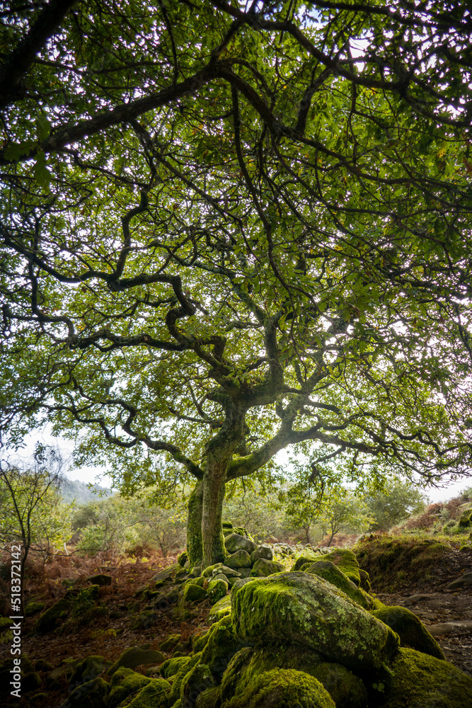 Copa de árbol