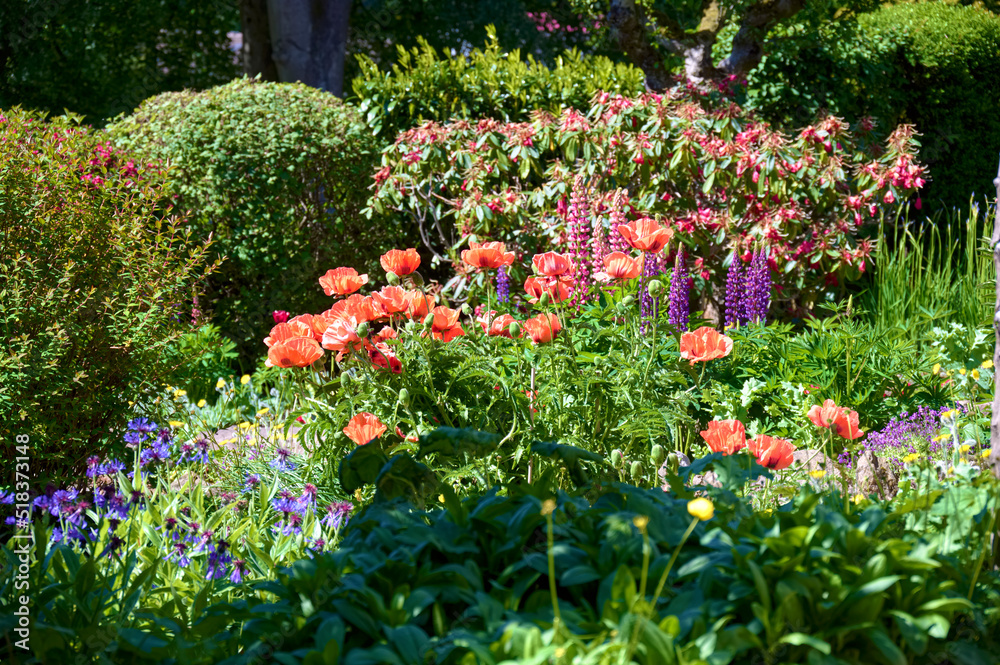 Flower display during summer in front garden
