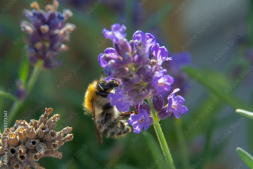 Biene auf einem Lavendel beim Sammeln von Nektar Biene auf einem Lavendel beim Sammeln von Nektar