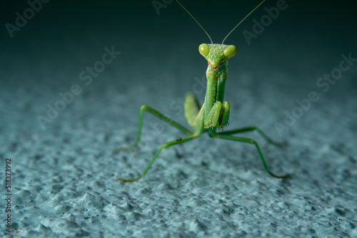 Tiny Green Praying Mantis Clinging to a Blue Wall