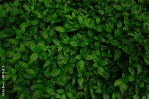 leaves photo
