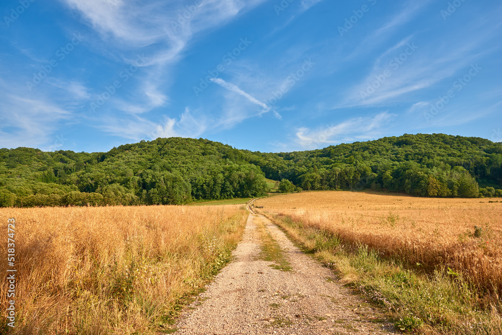 Obraz premium Dirt road through yellow farm land leading to dense green forest on a sunny day in France. Colorful nature landscape of rural wheat fields near quiet woodland with a stunning blue sky with copy space