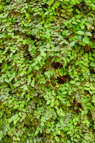 Wall of green leaves growing in spring