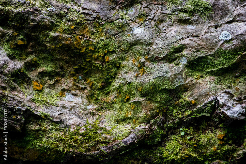 wood texture with moss and moisture wood texture with moss and moisture