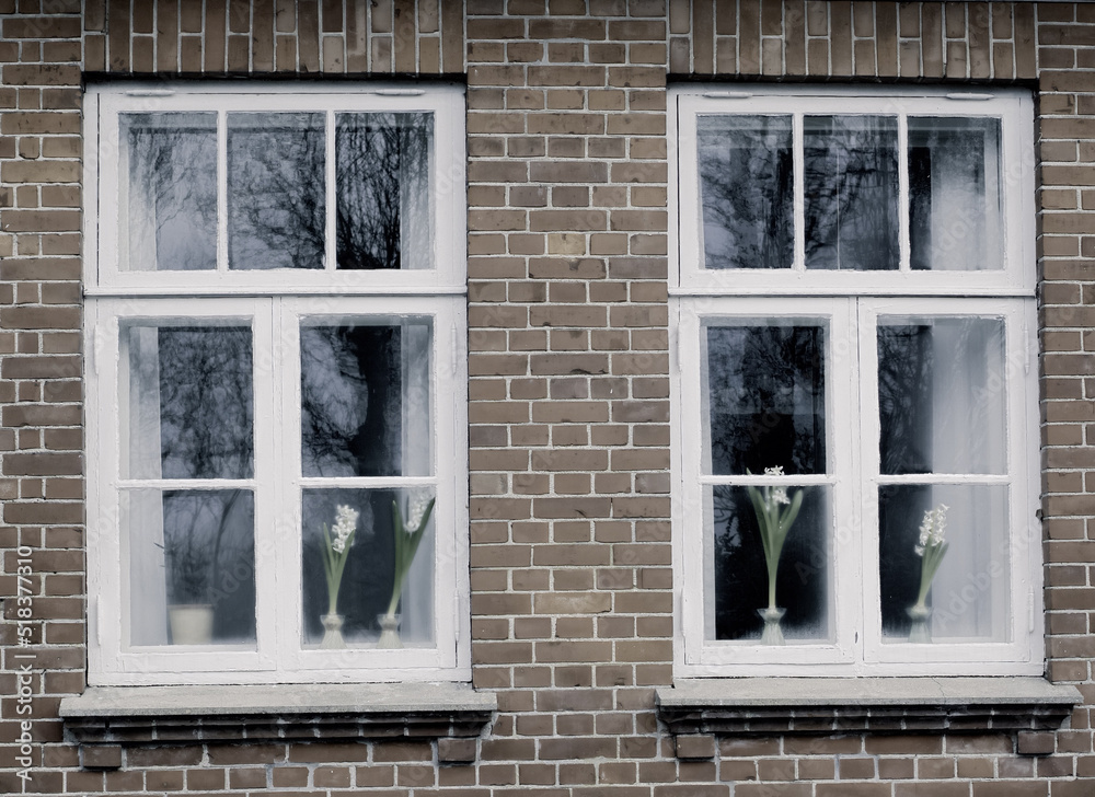 Closeup of glass windows on an old house or cottage built with brick walls. Exterior of a residential home with white wooden windowpanes shut close and vases of white flowers as decoration Closeup of glass windows on an old house or cottage built with brick walls. Exterior of a residential home with white wooden windowpanes shut close and vases of white flowers as decoration