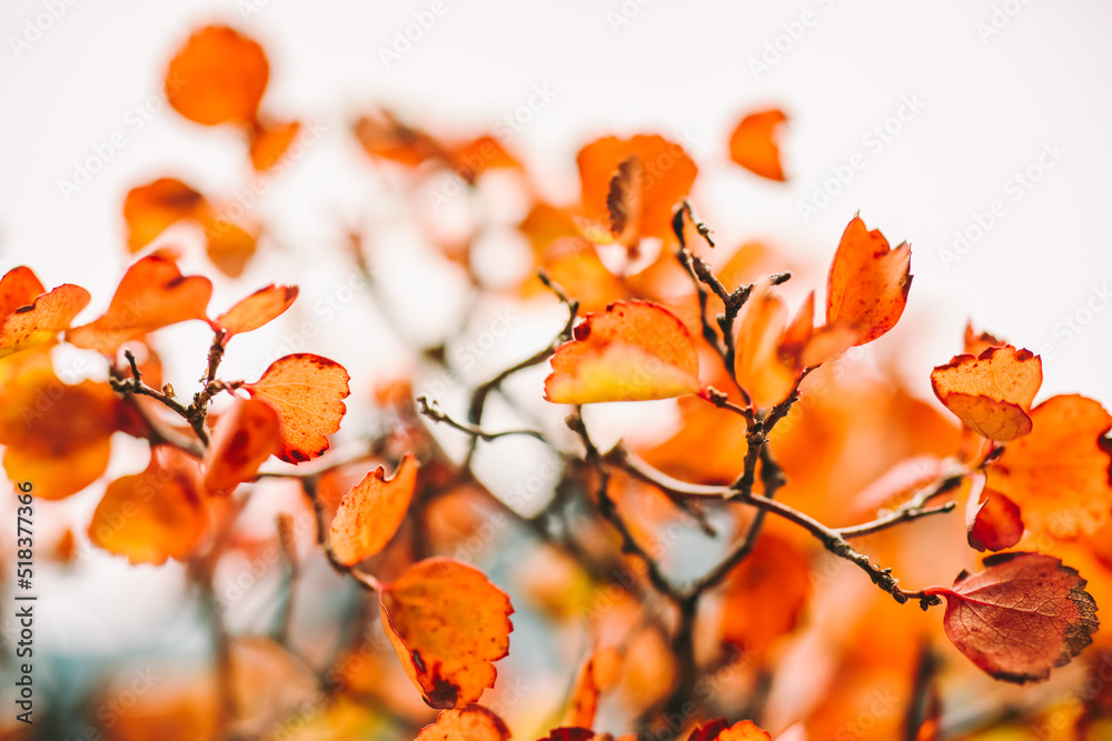 Abstract autumn background with orange leaves, selective focus.