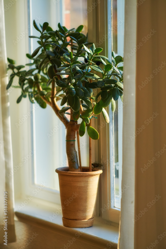 Fototapeta premium Jade or crassula pot plant growing in pot as interior home decoration and believed to bring good luck. Small lucky or money tree near bright living room or study window used to improve oxygen quality