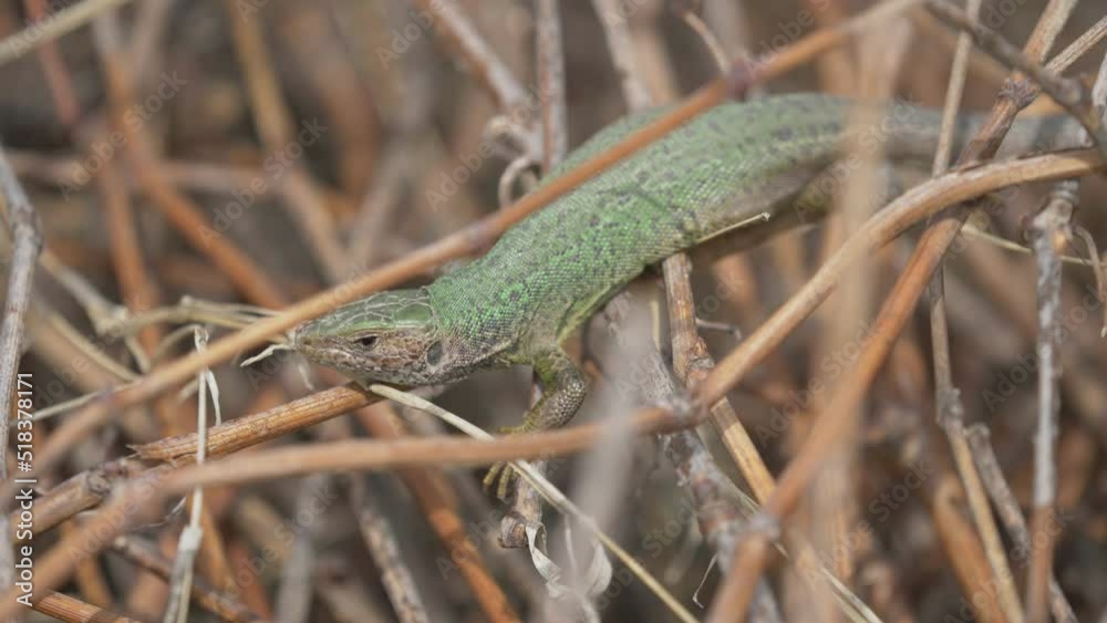 Green lizard (Lacerta viridis) female basking on a shrub Green lizard (Lacerta viridis) female basking on a shrub