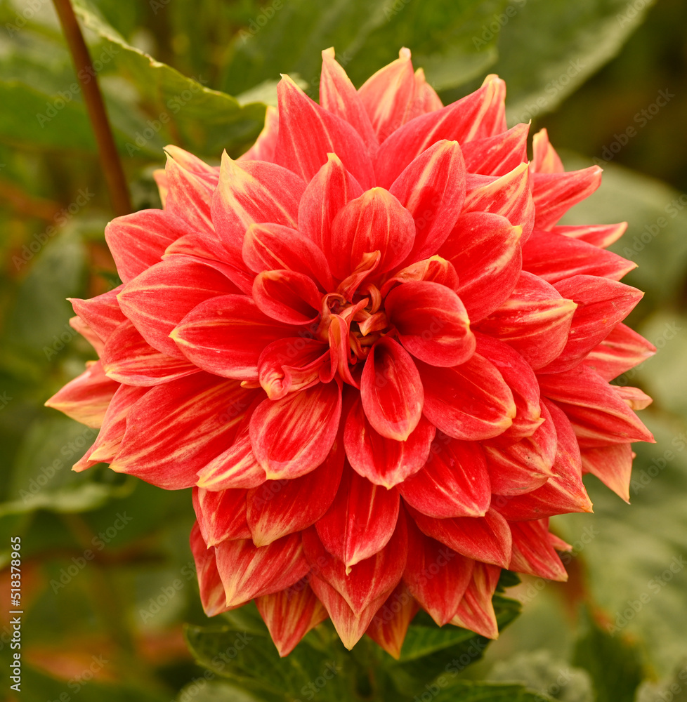 Beautiful close-up of a decorative dahlia Beautiful close-up of a decorative dahlia