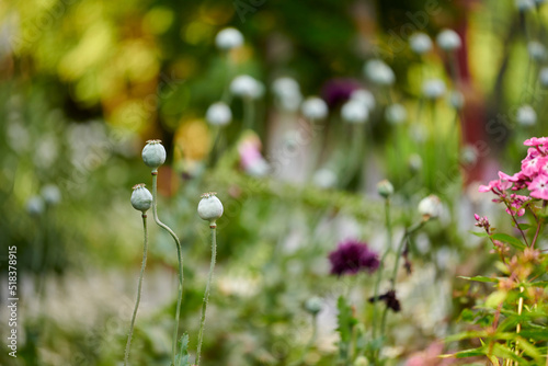Wild opium or breadseed poppy flowers growing in a botanical garden with blurred background and copy space. Closeup of papaver somniferum plant buds blooming in nature on a sunny day in spring © SteenoWac/peopleimages.com
