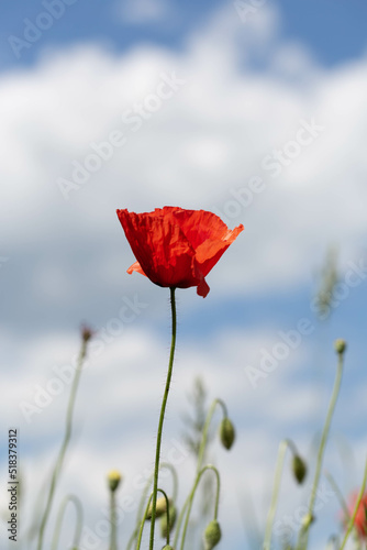 red poppy petal blue skyfield wildflowers flower spring photo