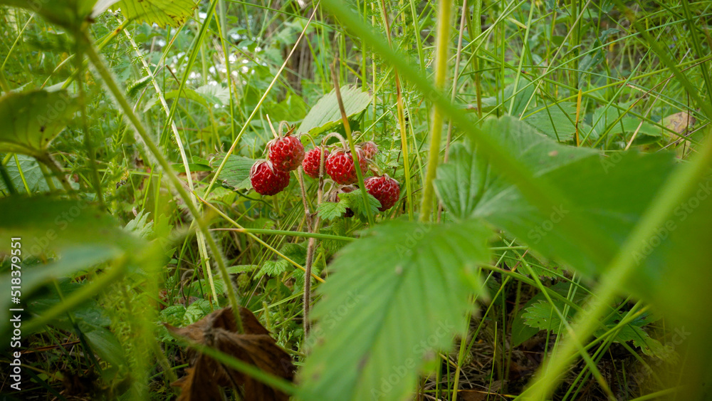Obraz premium Fragrant, juicy, red strawberries growing in a clearing. Strawberries don't grow in a clearing. Strawberries grow in a clearing on a sunny day.