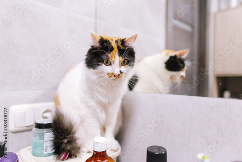 Cute cat sitting in bathroom near different bottles on shelf photo