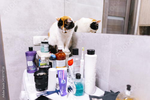 Cute kitty sitting on washing machine and looking away photo