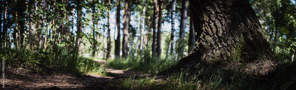 Forest path close-up with cones and roots. Low point of view in nature landscape with strong blurry background. Ecology environment Forest path close-up with cones and roots. Low point of view in nature landscape with strong blurry background. Ecology environment