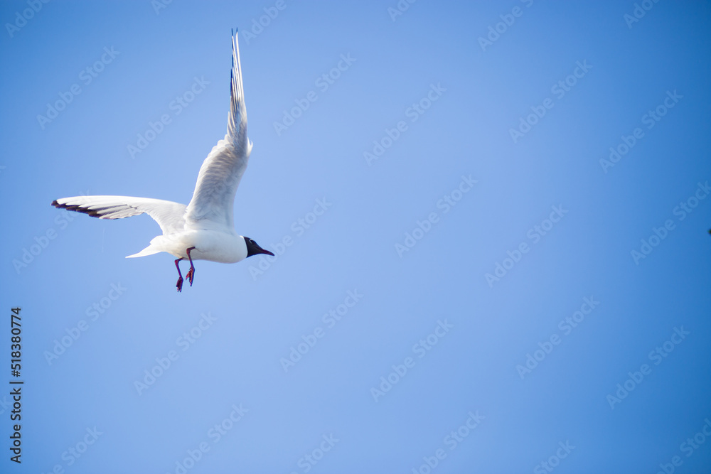 Seagull flying on blue clear sky background. Close-up shot Seagull flying on blue clear sky background. Close-up shot