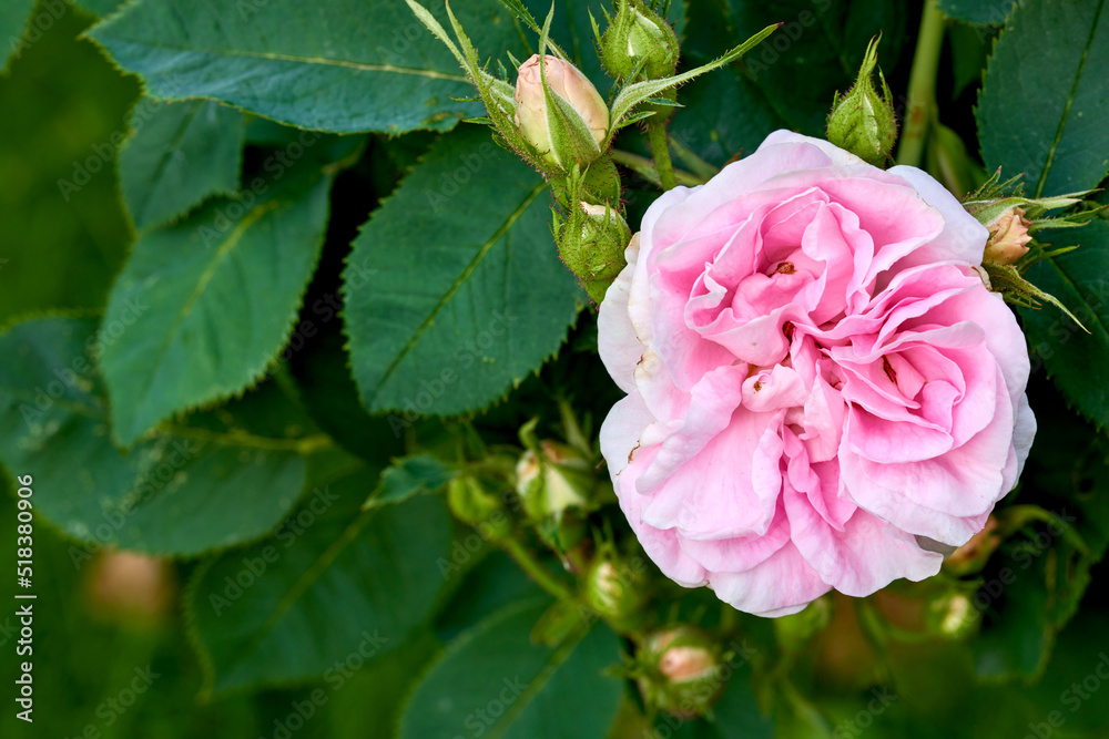 Beautiful pink dog rose and buds on a tree in a garden. Closeup of a pretty rosa canina flower growing between green leaves in nature. Closeup of petals blossoming and blooming on floral plant