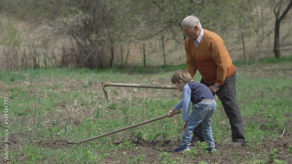 Little kid and grandfather agriculture teamwork, digging and weeding the ground soil of the farmland Little kid and grandfather agriculture teamwork, digging and weeding the ground soil of the farmland