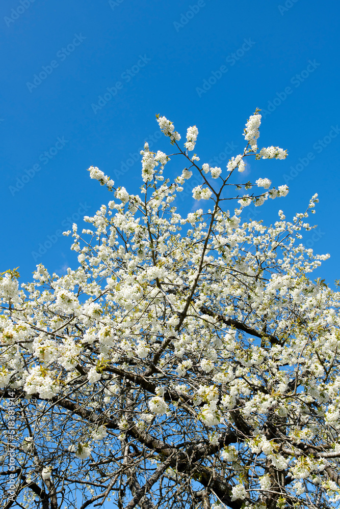Beautiful plum blossom tree growing outdoors in a forest with a blue sky background. Branches covered in blooming white flowers on a spring day with copy space. A vibrant plant blossoming outside Beautiful plum blossom tree growing outdoors in a forest with a blue sky background. Branches covered in blooming white flowers on a spring day with copy space. A vibrant plant blossoming outside