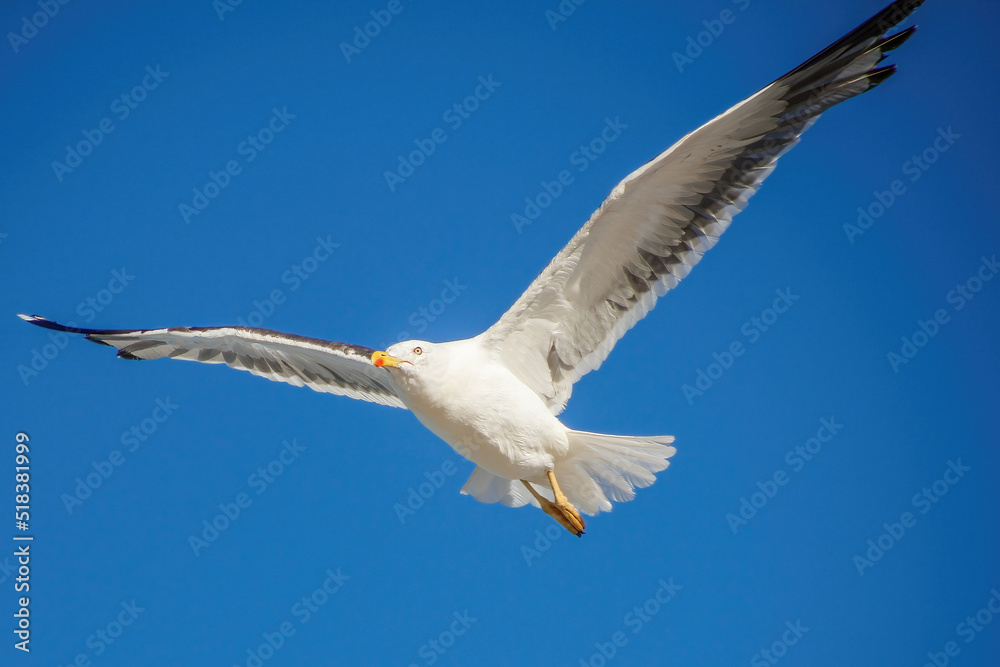 Obraz premium Seagull in Flight