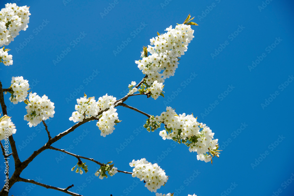 White cherry blossom flowers growing on a green branch in a home garden and isolated against blue sky with copy space. Texture detail and bunch of blossoming plants on sweet fruit tree in backyard White cherry blossom flowers growing on a green branch in a home garden and isolated against blue sky with copy space. Texture detail and bunch of blossoming plants on sweet fruit tree in backyard