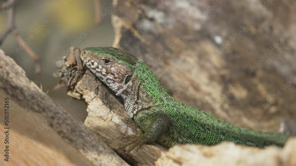 Green lizard (Lacerta viridis) female basking on wooden log, then run away to escape from danger Green lizard (Lacerta viridis) female basking on wooden log, then run away to escape from danger