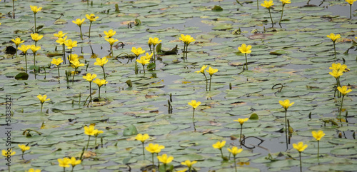 Fringed water lily (Latin name: Nymphoides peltata) groing in masses in this Dutch canal photo