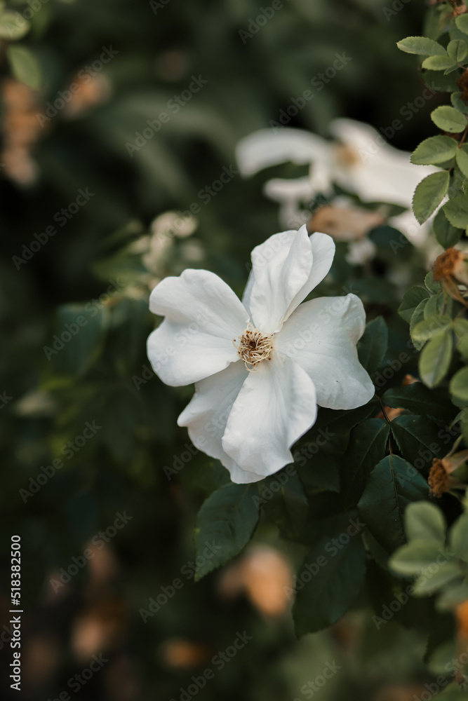 Close up of tender white flower blooming on green bush Close up of tender white flower blooming on green bush