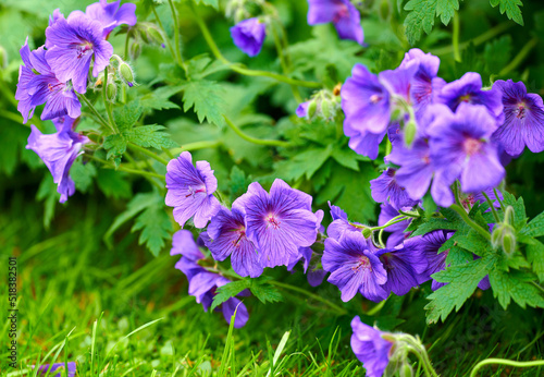 Purple hardy geranium flowers growing outside in a park. Bush of indigo or blue geraniums blooming in a lush garden or backyard in spring. Delicate wild blossoms for nature background with copy space