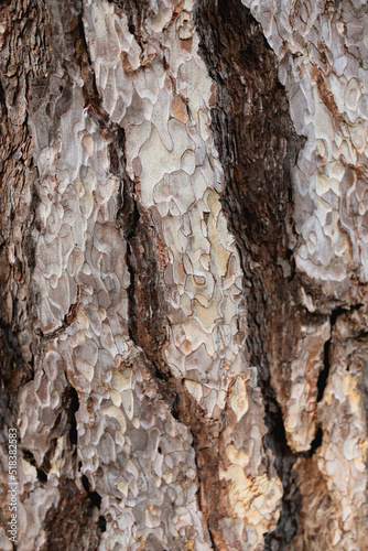 Textured dark bark of old tree at wild forest photo