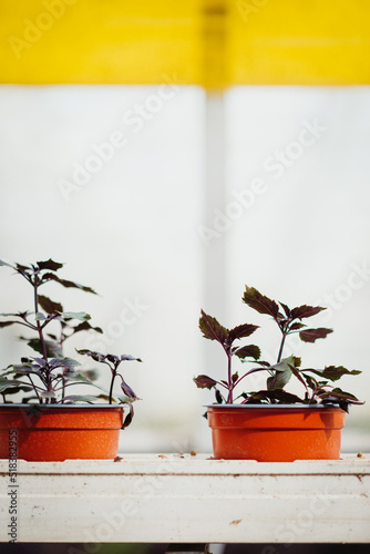 Close shot of potted plants