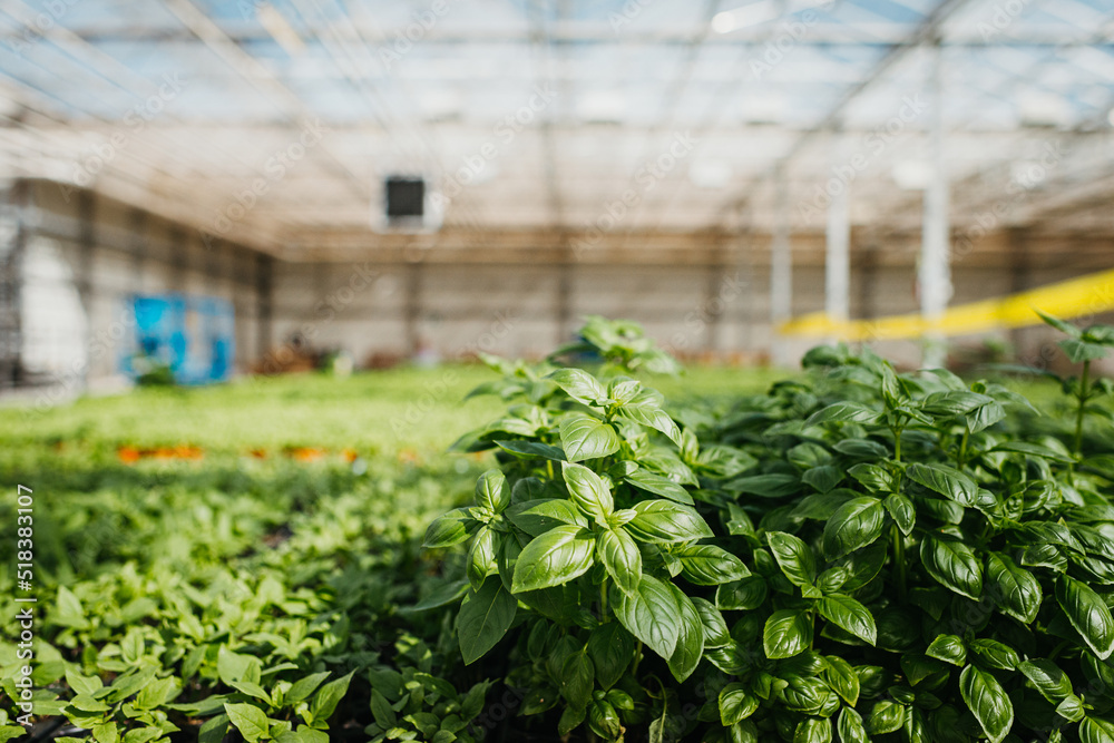 Daylighting process in a plant factory