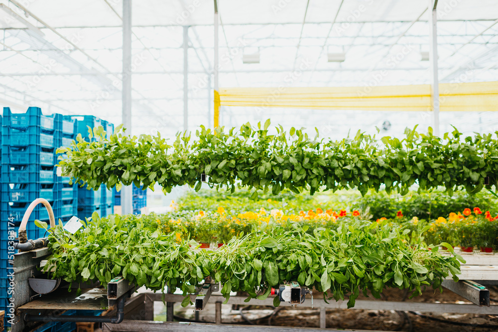 Vertical farming in a plant factory Stock Photo | Adobe Stock