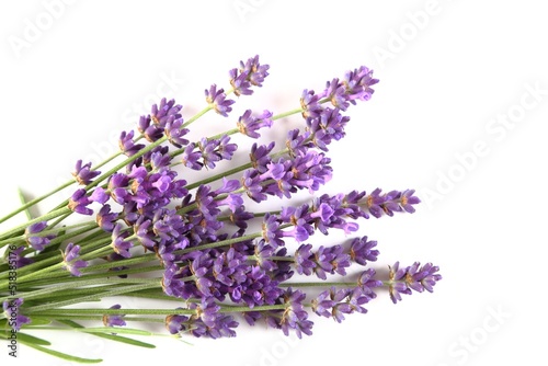 Blooming lavender.